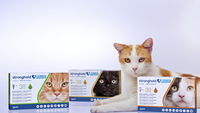 The European Commission has granted Zoetis Inc. a license for StrongholdÂ® Plus (selamectin/sarolaner), a topical combination of parasiticides that treats ticks, fleas, ear mites, lice and gastrointestinal nematodes and prevents heartworm disease in cats. (Photo: Zoetis)