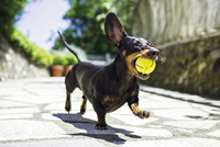 Dog-with-tennis-ball_highres.jpg
