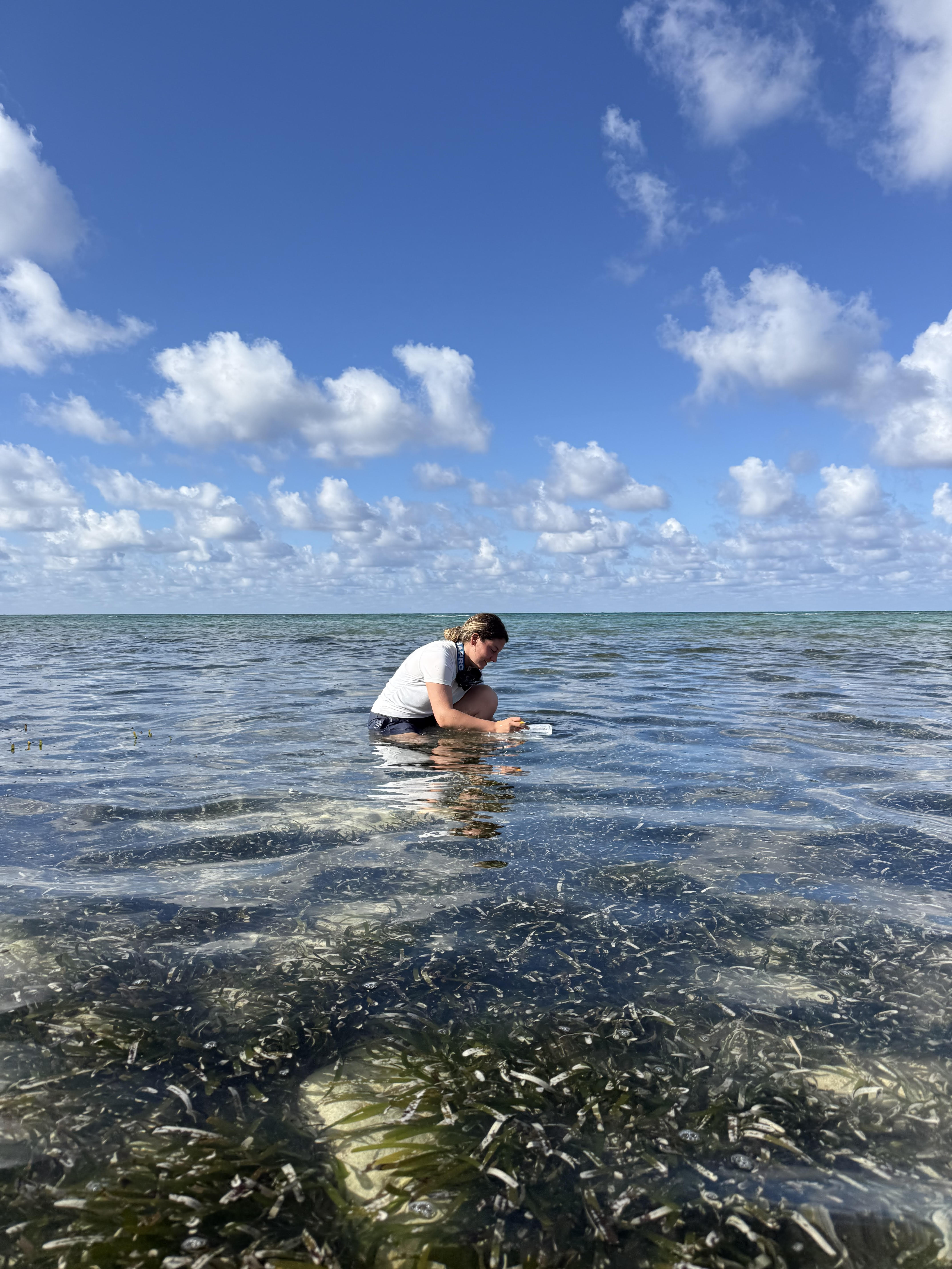 Central Caribbean Marine Institute (CCMI)